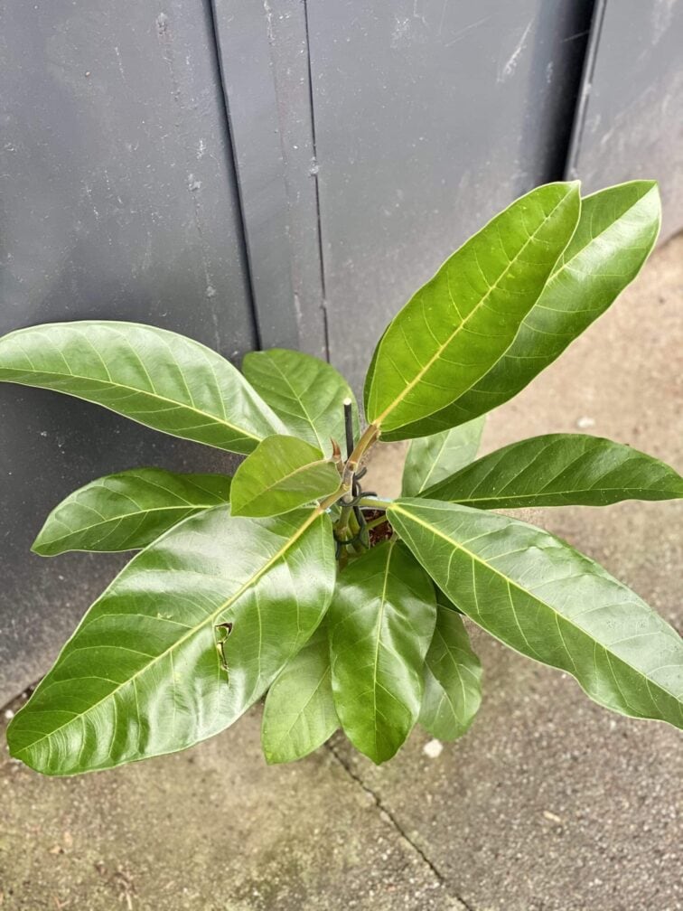 Zdjęcie rośliny Ficus benghalensis Roy (Fikus bengalski Roy), ujęcie 3