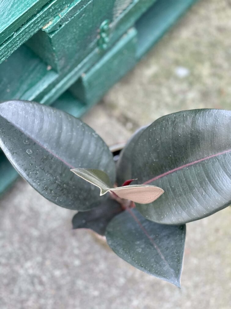 Zdjęcie rośliny Ficus elastica Abidjan, ujęcie 2