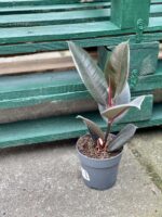 Zdjęcie rośliny Ficus elastica Abidjan, ujęcie 3