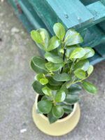 Zdjęcie rośliny Ficus microcarpa Moclame, ujęcie 1