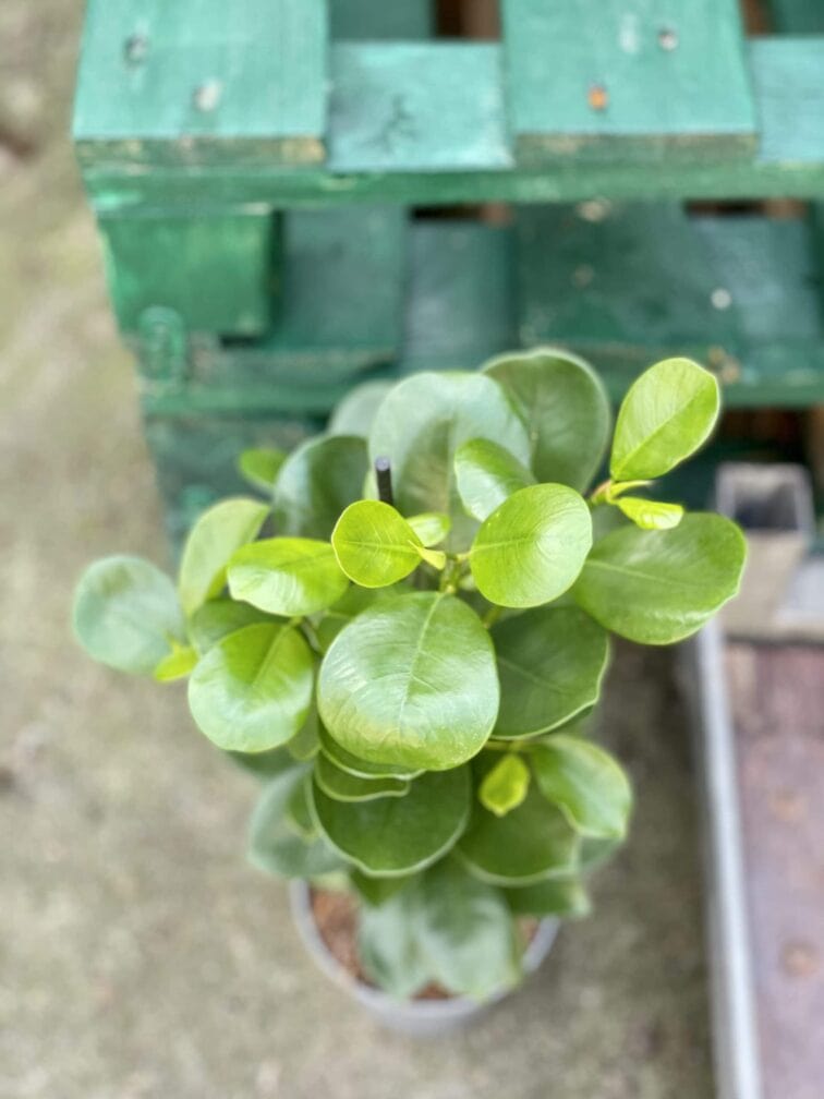 Zdjęcie rośliny Ficus microcarpa Moclame, ujęcie 2