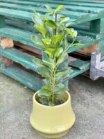 Zdjęcie rośliny Ficus microcarpa Moclame, ujęcie 3