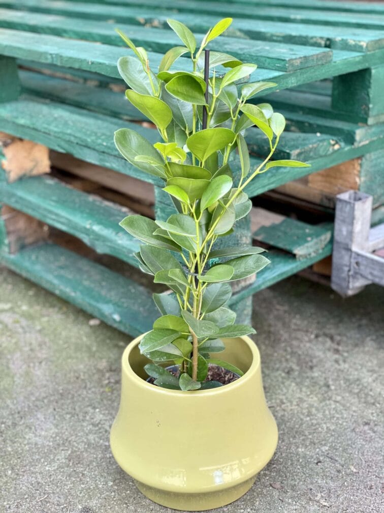 Zdjęcie rośliny Ficus microcarpa Moclame, ujęcie 3