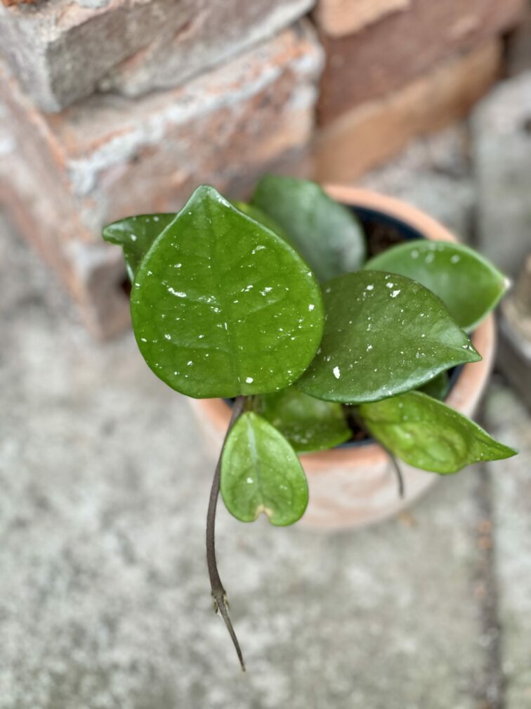 Zdjęcie rośliny Hoya carnosa red flower, ujęcie 1