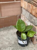 Zdjęcie rośliny Hoya carnosa red flower, ujęcie 2