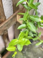 Zdjęcie rośliny Hoya densifolia, ujęcie 1