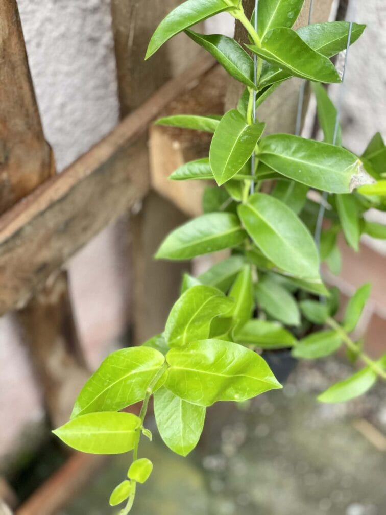 Zdjęcie rośliny Hoya densifolia, ujęcie 1