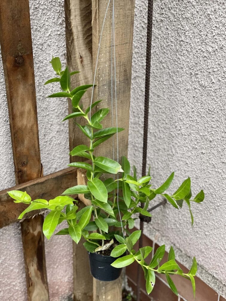 Zdjęcie rośliny Hoya densifolia, ujęcie 3