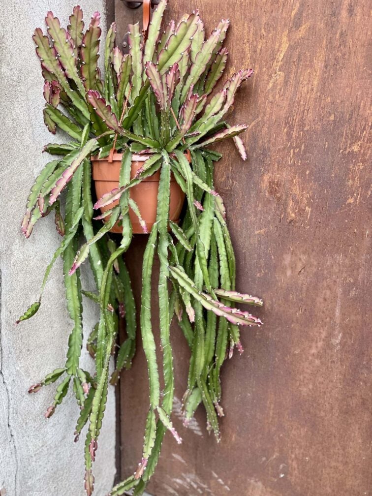 Zdjęcie rośliny Lepismium cruciforme Red Tip, ujęcie 1
