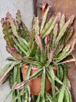 Zdjęcie rośliny Lepismium cruciforme Red Tip, ujęcie 2