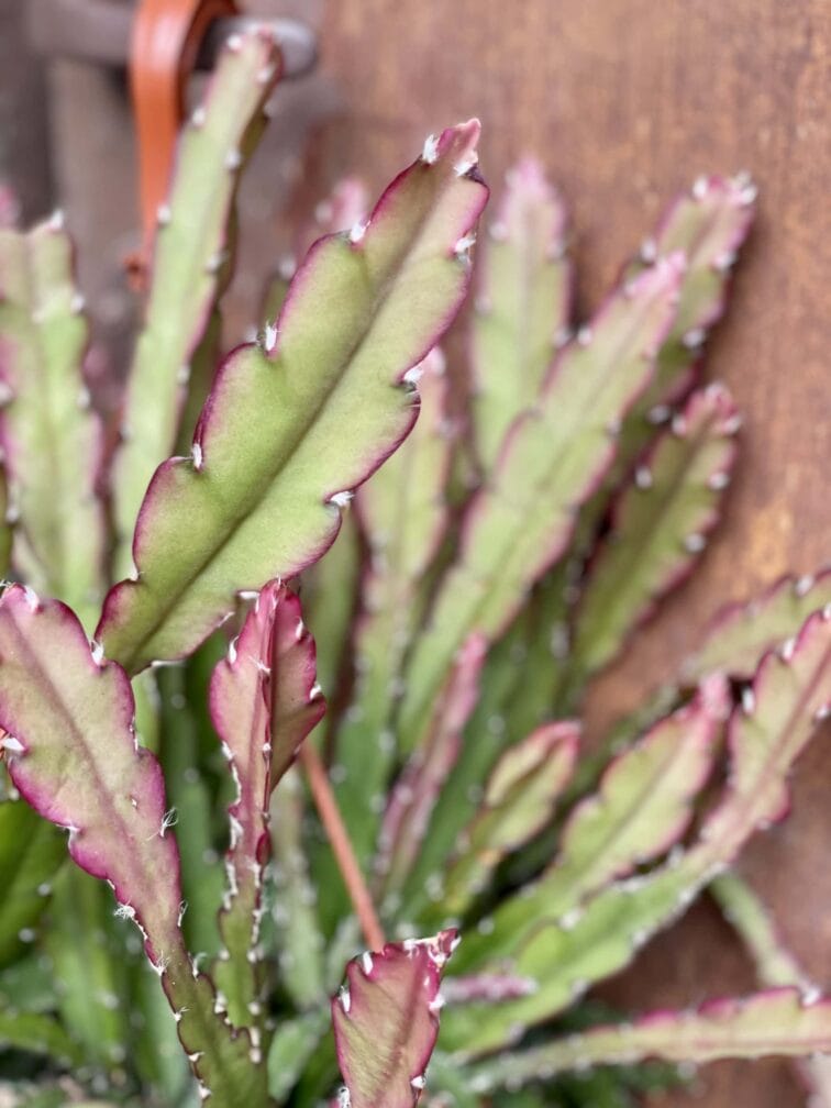 Zdjęcie rośliny Lepismium cruciforme Red Tip, ujęcie 3