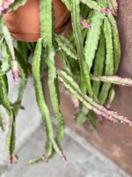 Zdjęcie rośliny Lepismium cruciforme Red Tip, ujęcie 4