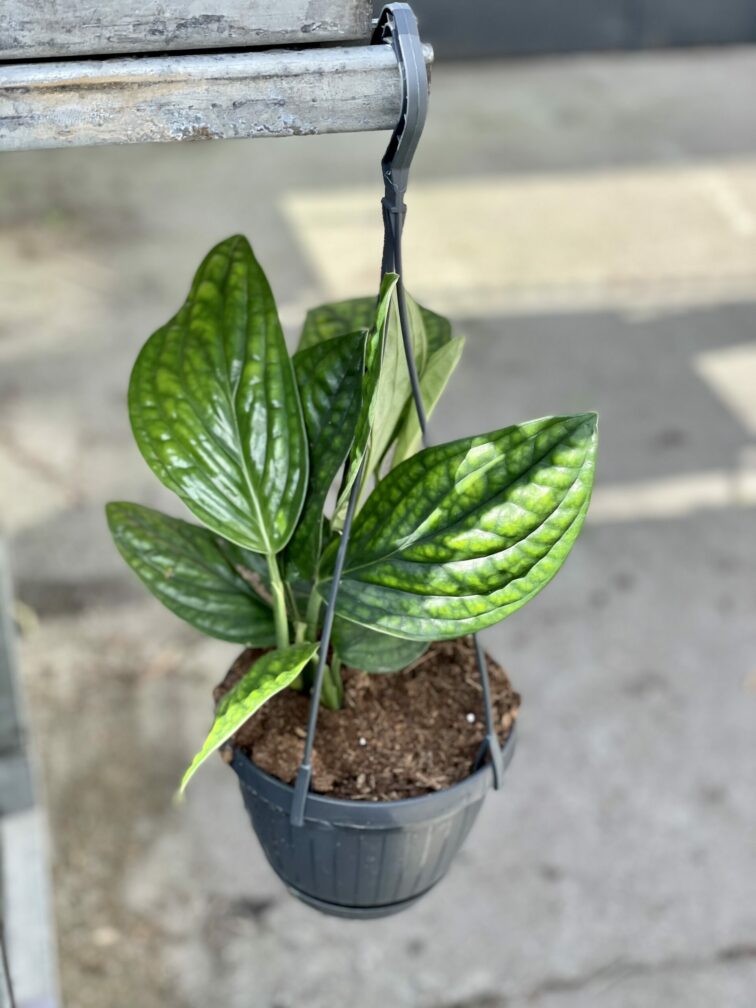 Zdjęcie rośliny Monstera Karstenianum, ujęcie 1