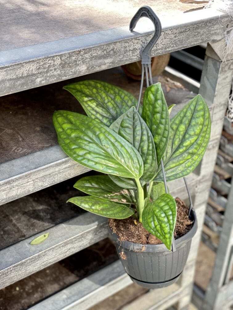 Zdjęcie rośliny Monstera Karstenianum, ujęcie 2
