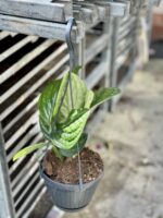 Zdjęcie rośliny Monstera Karstenianum, ujęcie 3