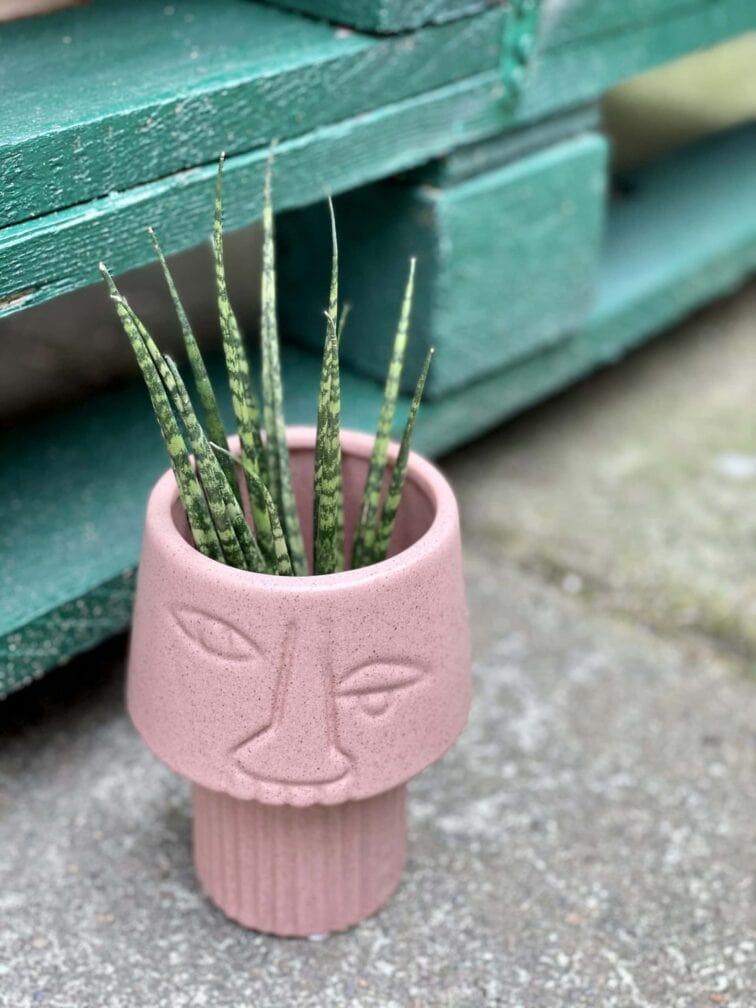Zdjęcie doniczki lub oslonki: Osłonka Crazy Pink 7x13&nbsp;cm, ujęcie 3