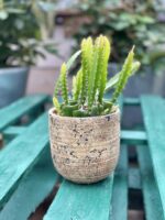 Zdjęcie doniczki lub oslonki: Osłonka Dynamo 12x13&nbsp;cm, ujęcie 2