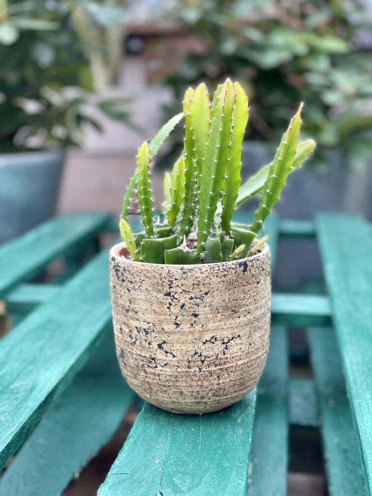 Zdjęcie doniczki lub oslonki: Osłonka Dynamo 12x13&nbsp;cm, ujęcie 2