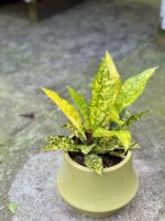 Zdjęcie doniczki lub oslonki: Osłonka Guacamole 12x14&nbsp;cm, ujęcie 2