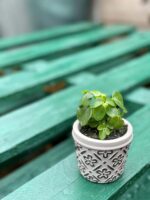 Zdjęcie doniczki lub oslonki: Osłonka Herb 6x6&nbsp;cm, ujęcie 2