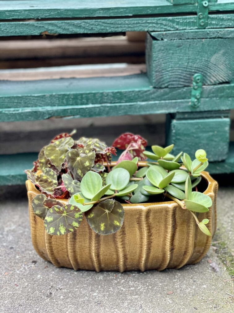 Zdjęcie doniczki lub oslonki: Osłonka Konik Morski XL 12x13&nbsp;cm, ujęcie 2