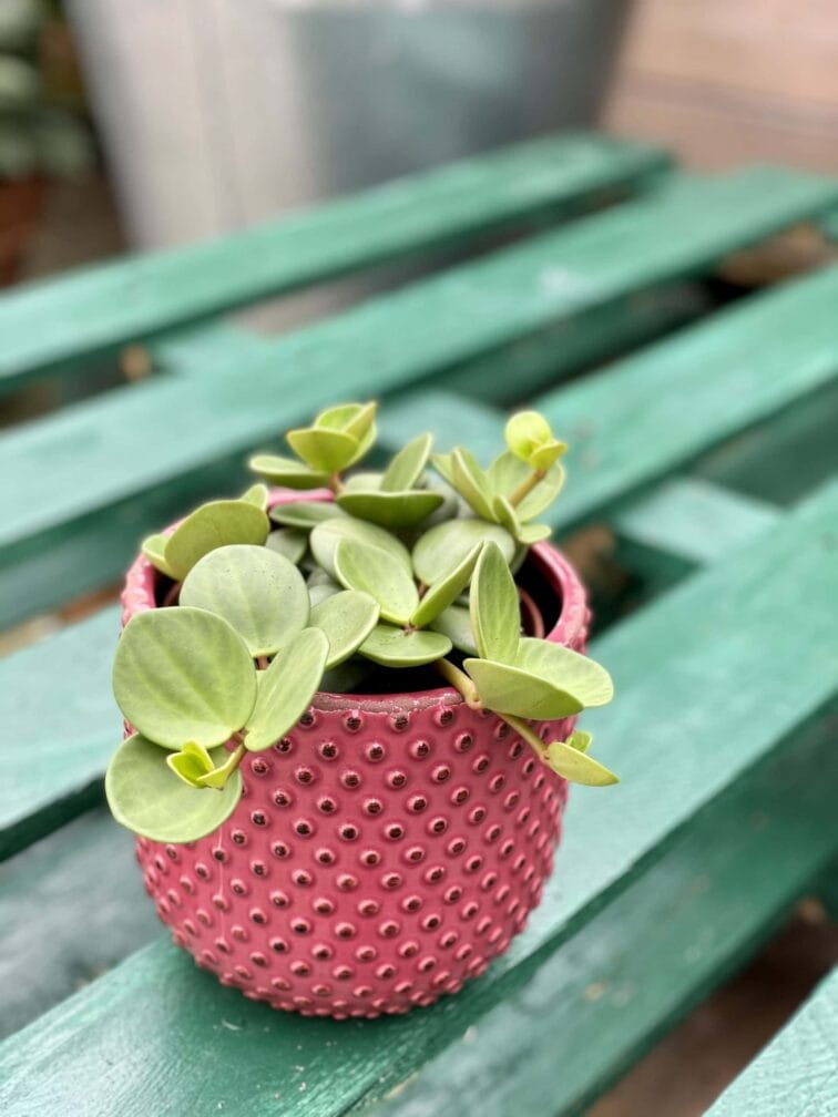 Zdjęcie doniczki lub oslonki: Osłonka Rasberry 12x12&nbsp;cm, ujęcie 2