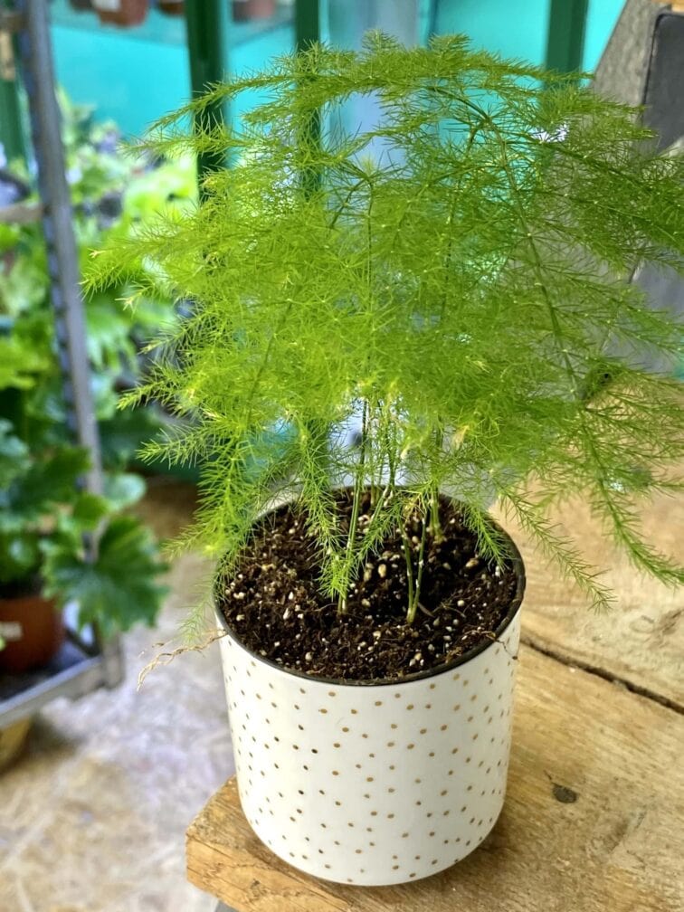 Zdjęcie doniczki lub oslonki: Osłonka Sparkling 6x6&nbsp;cm, ujęcie 2