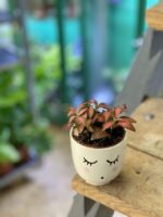 Zdjęcie doniczki lub oslonki: Osłonka Tosia 7x7&nbsp;cm, ujęcie 2