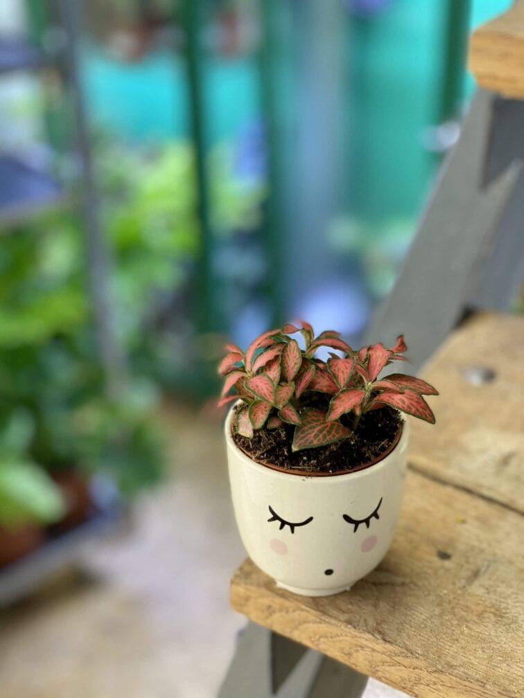 Zdjęcie doniczki lub oslonki: Osłonka Tosia 7x7&nbsp;cm, ujęcie 2