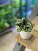 Zdjęcie doniczki lub oslonki: Osłonka Vanilla 6x6&nbsp;cm, ujęcie 2