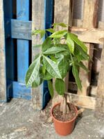 Zdjęcie rośliny Pachira Aquatica (Pachira Wodna), ujęcie 1