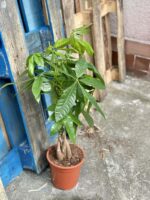 Zdjęcie rośliny Pachira Aquatica (Pachira Wodna), ujęcie 2