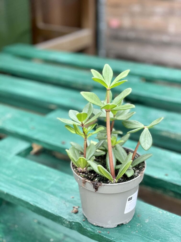 Zdjęcie rośliny Peperomia Jade, ujęcie 2