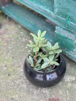 Zdjęcie rośliny Peperomia Jade, ujęcie 3