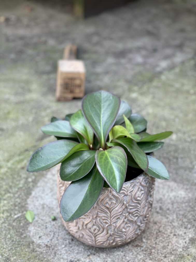 peperomia-obtusifolia-red-margin_14x25-1_1619261745.jpg Zdjęcie rośliny Peperomia obtusifolia Red Margin, ujęcie 1