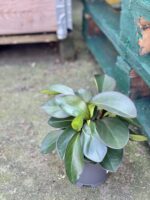 Zdjęcie rośliny Peperomia obtusifolia Red Margin, ujęcie 2