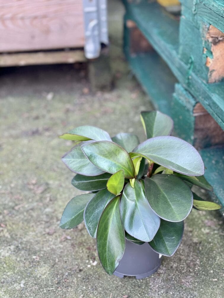 Zdjęcie rośliny Peperomia obtusifolia Red Margin, ujęcie 2
