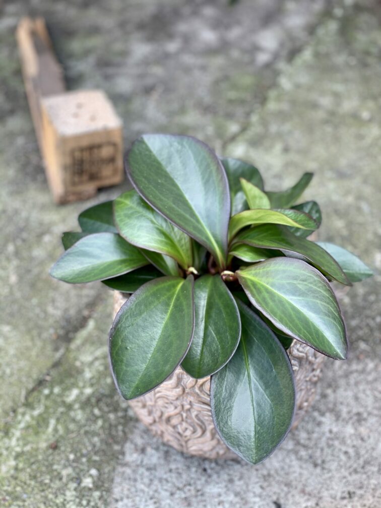 Zdjęcie rośliny Peperomia obtusifolia Red Margin, ujęcie 3