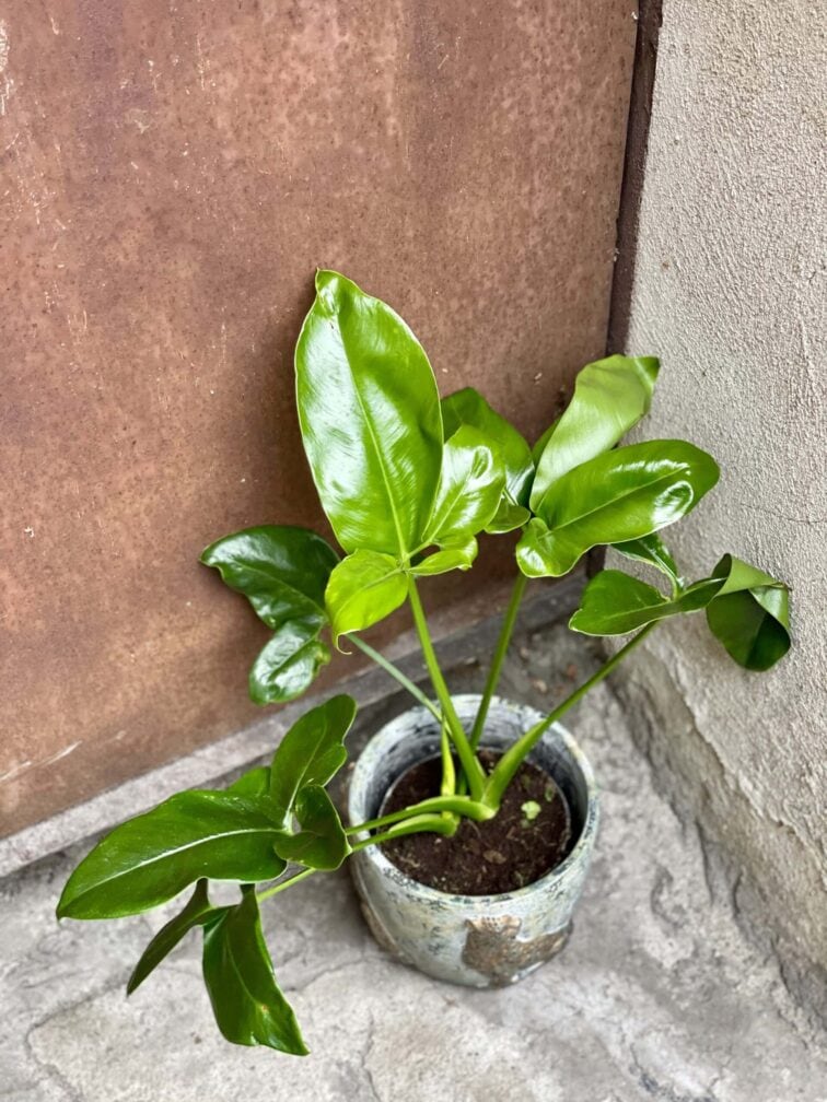 Zdjęcie rośliny Philodendron Fun Bun, ujęcie 1