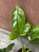 Zdjęcie rośliny Philodendron Fun Bun, ujęcie 2