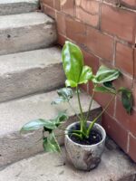 Zdjęcie rośliny Philodendron Fun Bun, ujęcie 3