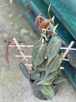 Zdjęcie rośliny Philodendron Micans, ujęcie 1