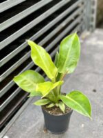 Zdjęcie rośliny Philodendron Moonlight, ujęcie 2