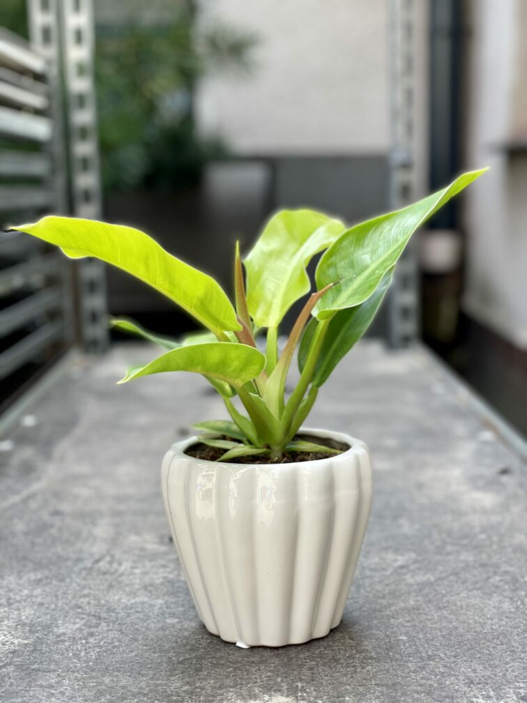 Zdjęcie rośliny Philodendron Moonlight, ujęcie 3