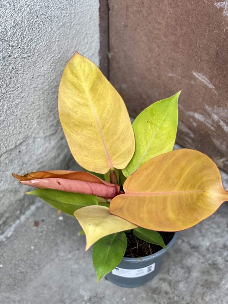 Zdjęcie rośliny Philodendron Prince of Orange, ujęcie 2