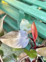 Zdjęcie rośliny Philodendron Purple Congo, ujęcie 2