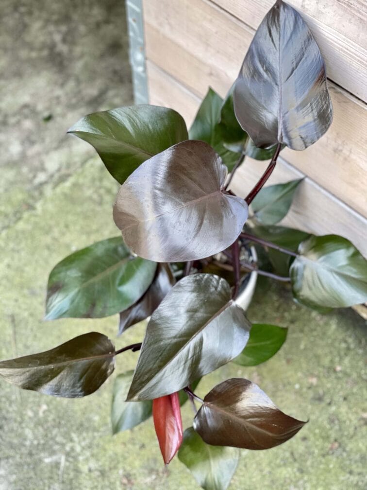 Zdjęcie rośliny Philodendron Purple Congo, ujęcie 3