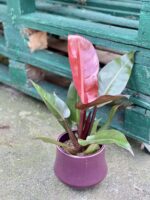 Zdjęcie rośliny Philodendron Red King, ujęcie 1