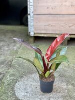 Zdjęcie rośliny Philodendron Red King, ujęcie 2