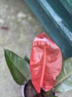 Zdjęcie rośliny Philodendron Red King, ujęcie 3